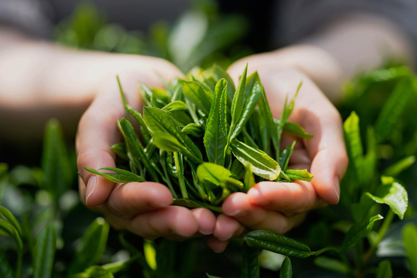 煎茶 – 袋布向春園本店オンライン | TAFU JAPANESE TEA